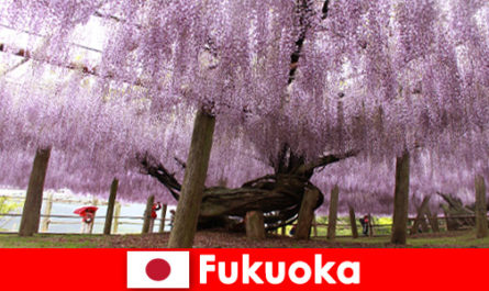 Natuurreizen voor vreemden in de ongerepte natuur van Fukuoka Japan