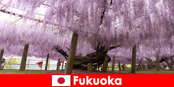 Natuurreizen voor vreemden in de ongerepte natuur van Fukuoka Japan