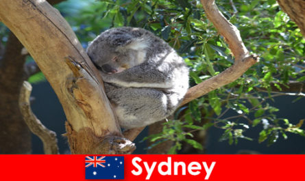 Bestemming Sydney Australia in de exotische dierentuin met een overnachtingservaring
