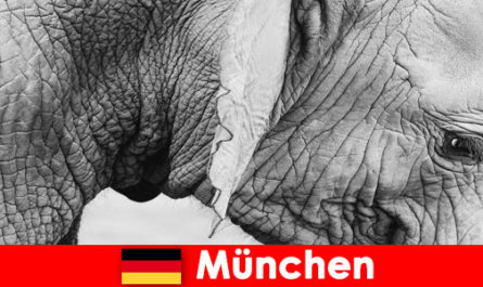 Speciale reis voor bezoekers naar de meest originele dierentuin van Duitsland, München