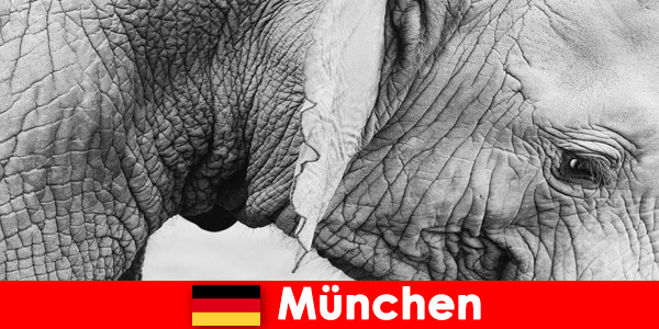 Speciale reis voor bezoekers naar de meest originele dierentuin van Duitsland, München