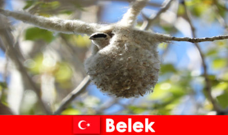Natuurtoeristen beleven de wereld van bomen en vogels in Belek Turkije