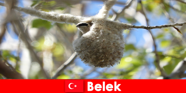Natuurtoeristen beleven de wereld van bomen en vogels in Belek Turkije