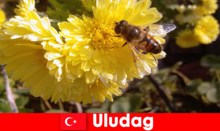 Ontdek prachtige fauna en flora in Uludag Turkije