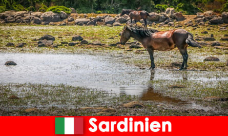 Ervaar wilde dieren en de natuur van dichtbij als een vreemdeling op Sardinië, Italië