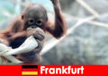 Familie-uitje in Frankfurt in de op één na oudste dierentuin van Duitsland