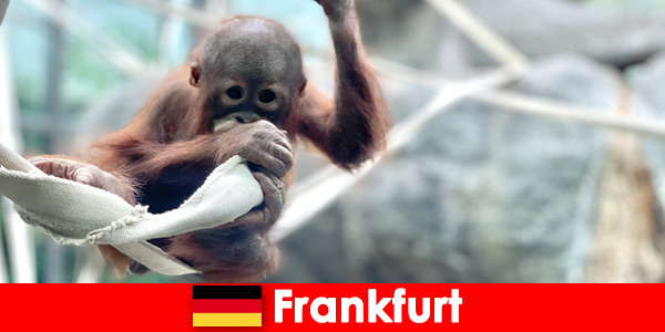 Familie-uitje in Frankfurt in de op één na oudste dierentuin van Duitsland