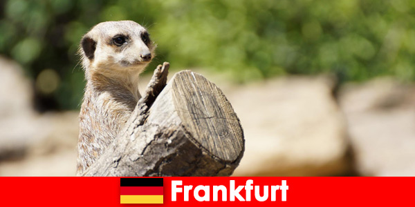 Biodiversiteit en veel programma's voor gezinnen in de dierentuin van Frankfurt in Duitsland